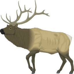 elk
