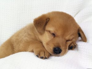 Little-Puppy-Hd
