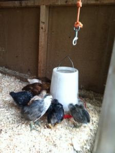 First day in hen house