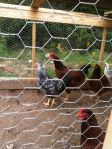 chickens and rooster