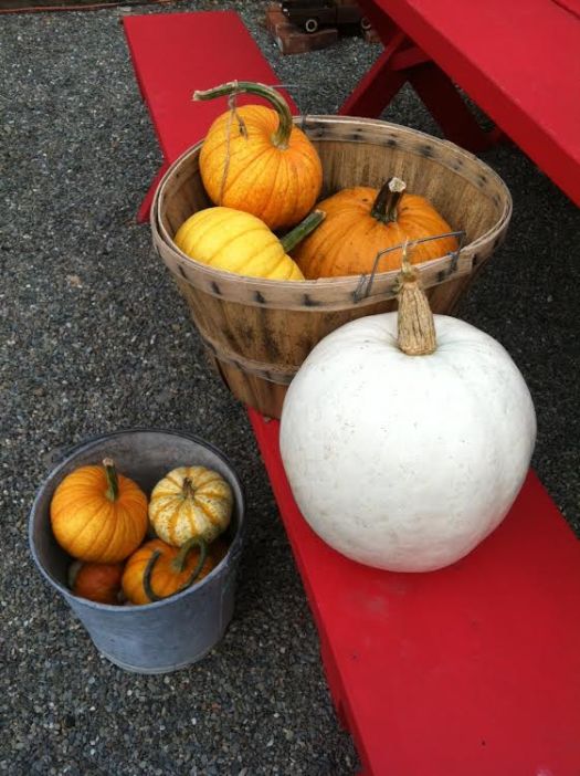 pumpkins picnic table