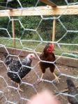 rooster and hen1
