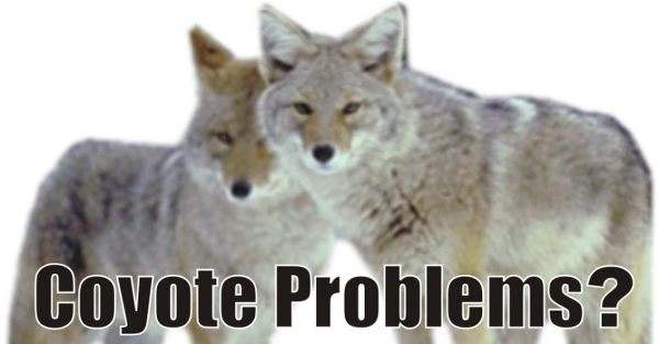 COYOTEPROBS