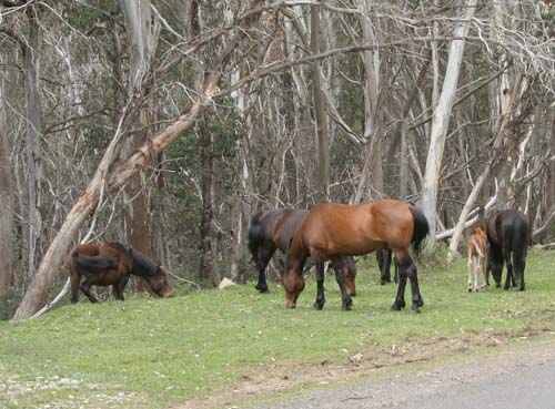 Alpine_Way_brumbies