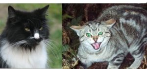 final-feral-cat-LTshears-Yanjing-Lu-CC-smaller