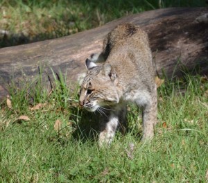 here-kitty-kitty (2)