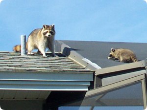 raccoons-on-roof