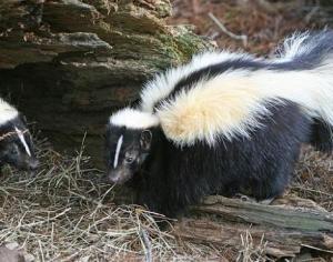skunk6
