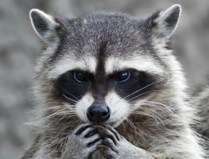raccoon