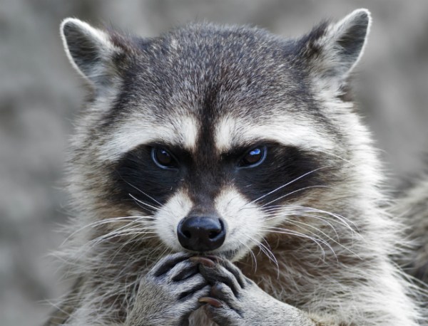 raccoon