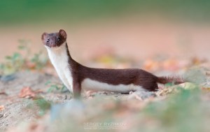 least_weasel_by_sergey_ryzhkov-d86t3ox
