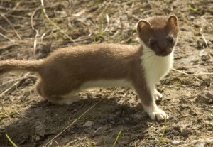 short_tailed_weasel