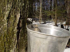 maple-syrup-season